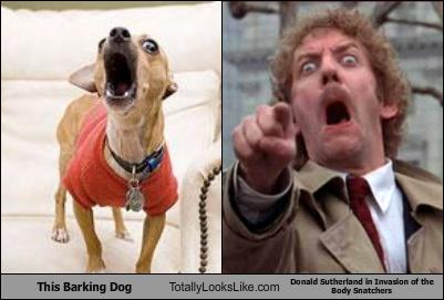 Celebrity  Alike on Dachshund Totally Looks Like Snoop Dog Funny Celebrity Look Alikes
